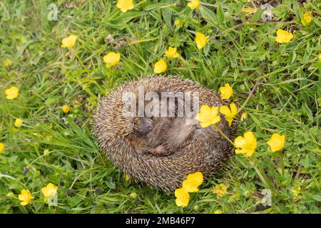 European hedgehog (Erinaceus europaeus) adult rolled up in a ball in a Spring meadow with flowering Buttercups, Suffolk, England, United Kingdom Stock Photo