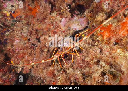 European spiny crayfish (Palinurus elephas) . Dive site Marine Reserve Cap de Creus, Rosas, Costa Brava, Spain, Mediterranean Sea Stock Photo