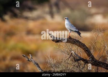 Pale Chanting-Goshawk standing on a stump in Kgalagadi transfrontier park, South Africa; specie Melierax canorus family of Accipitridae Stock Photo