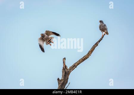 Pale Chanting-Goshawk couple isolated in blue sky in Kgalagadi transfrontier park, South Africa; specie Melierax canorus family of Accipitridae Stock Photo