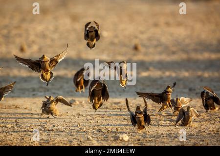 Namaqua sandgrouse flock in flight front view in Kgalagadi transfrontier park, South Africa; specie Pterocles namaqua family of Pteroclidae Stock Photo