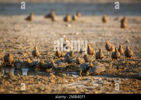 Namaqua sandgrouse flock drinking at waterhole in Kgalagadi transfrontier park, South Africa; specie Pterocles namaqua family of Pteroclidae Stock Photo