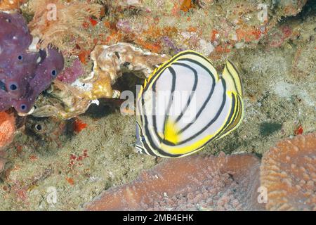 Meyers butterflyfish (Chaetodon meyeri) . Dive site Sodwana Bay National Park, Maputaland Marine Reserve, KwaZulu Natal, South Africa Stock Photo