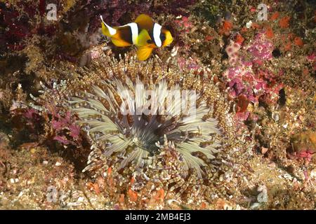 Beaded anemone (Heteractis aurora) with juvenile allards clownfish (Amphiprion allardi) . Aliwal Shoal Dive Site, Umkomaas, KwaZulu Natal, South Stock Photo