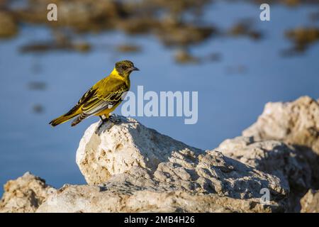 African Black headed Oriole standing on a rock at waterhole in Kgalagadi transfrontier park, South Africa; Specie Oriolus larvatus family of Oriolidae Stock Photo