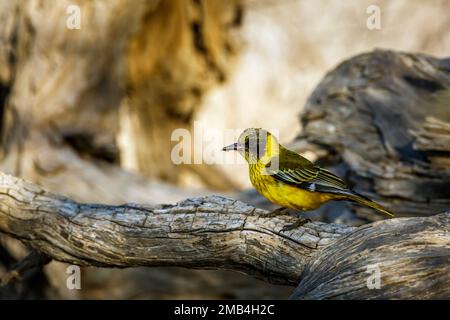 African Black headed Oriole standing on a log side view in Kgalagadi transfrontier park, South Africa; Specie Oriolus larvatus family of Oriolidae Stock Photo