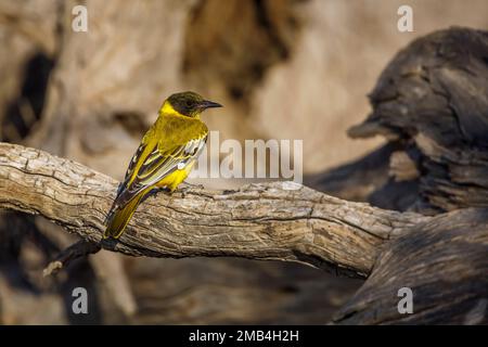 African Black headed Oriole standing on a log rear view in Kgalagadi transfrontier park, South Africa; Specie Oriolus larvatus family of Oriolidae Stock Photo