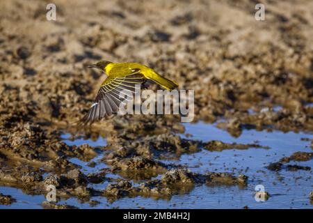African Black headed Oriole flying over waterhole in Kgalagadi transfrontier park, South Africa; Specie Oriolus larvatus family of Oriolidae Stock Photo