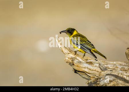 African Black headed Oriole standing on a log with insect prey in Kgalagadi transfrontier park, South Africa; Specie Oriolus larvatus family of Orioli Stock Photo