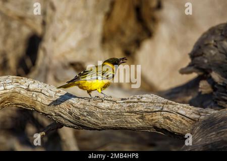African Black headed Oriole juvenile with prey insect in Kgalagadi transfrontier park, South Africa; Specie Oriolus larvatus family of Oriolidae Stock Photo