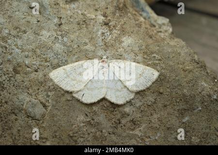 Detailed closeup on the Common wave geometer moth, Cabera exanthemata , with spread wings Stock Photo