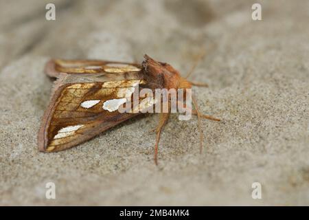Closeup on the colorful Goldspot owlet moth, Plusia festucae, sitting on a stone Stock Photo