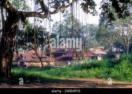 Kali Bhagavathy temple in Kodungallur, Kerala, India, Asia. Goddess, Banyan Tree Stock Photo