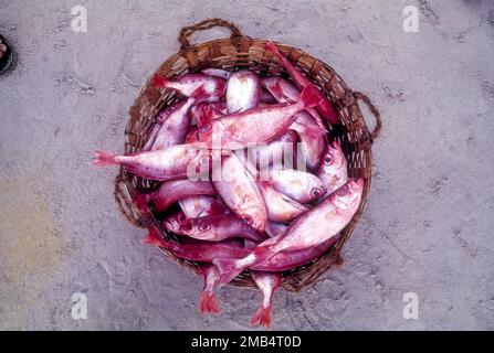 A basket full of Sankara (Lutjanus campechanus) fresh fish for sale, Kerala, India, Asia. Red Snapper, Sea Food Stock Photo