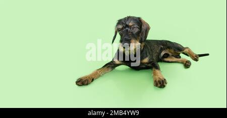 Banner dachshund puppy dog lying down. Isolated on green pastel background Stock Photo