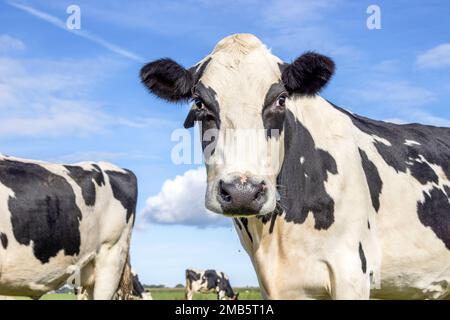 Cute cow, black and white in front of  a blue sky, head looking at camera Stock Photo