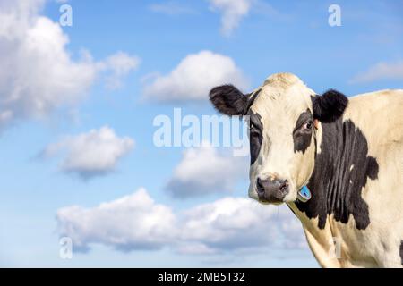 Cute cow head at right edge side, black and white looking, in front of  a blue sky and white bokeh clouds Stock Photo