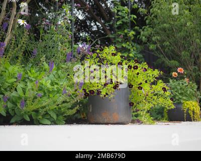 Low angle shot of summer garden container and border plants including Calibrachoa 'Can-can Black Cherry' Stock Photo