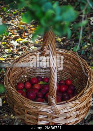 Wicker basket of foraged red cherry plums sitting in the undergrowth of a hedgerow or wood in the British countryside (fruit of Prunus cerasifera) Stock Photo