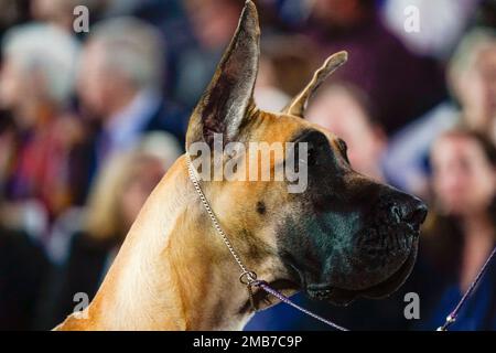 Great dane kennel club sale