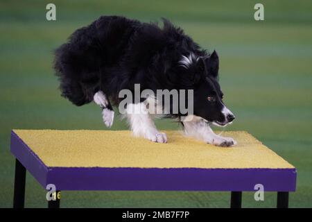 Verb border 2024 collie agility