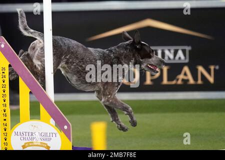 Westminster dog show store australian cattle dog