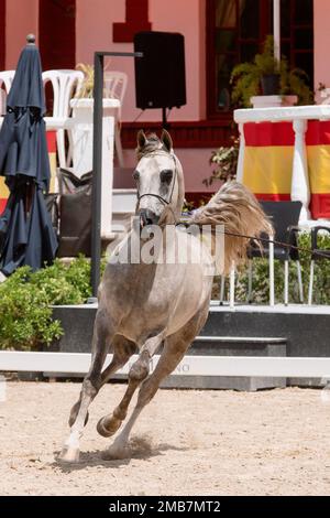 Beautiful grey arabian stallion trotting at a show, full body portrait Stock Photo