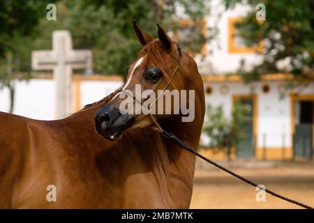 Face portrait of a beautiful chestnut Arabian mare looking back Stock Photo