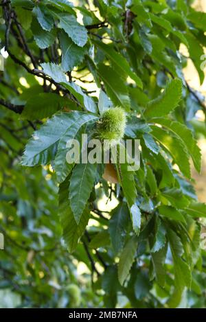 Aesculus hippocastanum, horse chestnut tree Stock Photo