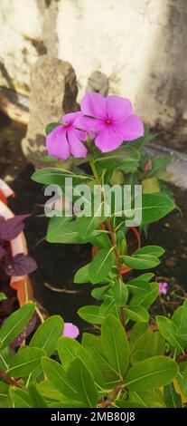 A vertical closeup shot of a pink Zephyranthes Minuta flower in a garden Stock Photo