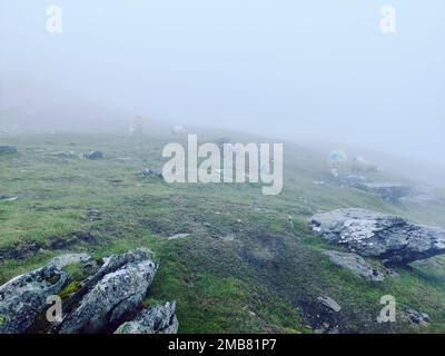 The livestock in the rocky field on a foggy day Stock Photo