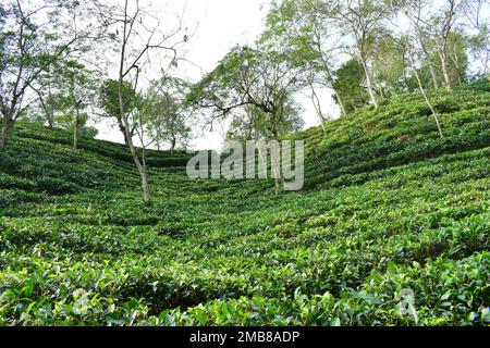 Beautiful tea garden in Bangladesh with lush green plantation on rolling hills Stock Photo
