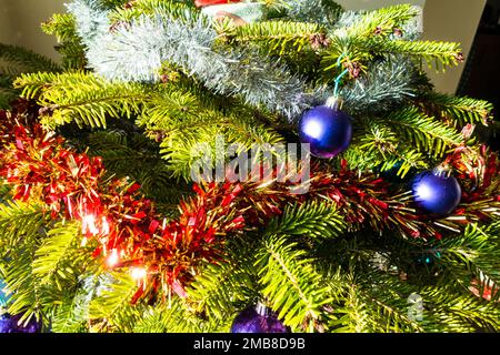 Live Christmas Tree.. Stock Photo