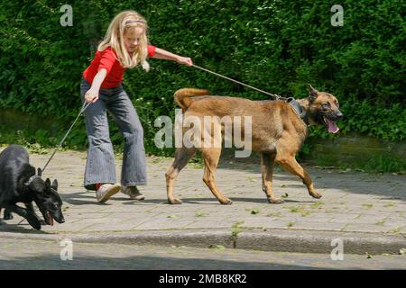 Netherlands, girl walks dogs that both pull in different directions. Stock Photo