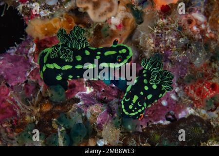 A pair of nudibranchs, Nembrotha kubaryana, mate on a shallow reef in Raja Ampat, Indonesia. Nudibranchs are simultaneous hermaphrodites. Stock Photo