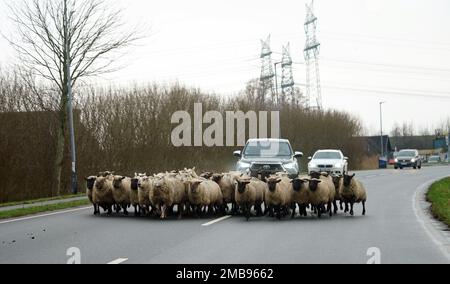 20 January 2023, Schleswig-Holstein, Büttel: A flock of sheep walks on a road in front of the cars. Photo: Marcus Brandt/dpa Stock Photo