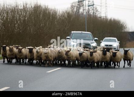 20 January 2023, Schleswig-Holstein, Büttel: A flock of sheep walks on a road in front of the cars. Photo: Marcus Brandt/dpa Stock Photo