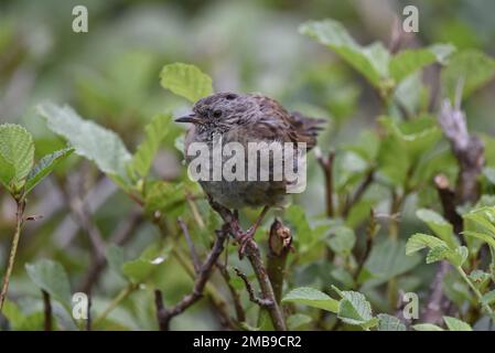 Close-Up Image of a Fledgling Dunnock (Prunella modularis) Facing Camera with Head Turned to Left of Image, Perched on Top of a Hedge in the UK Stock Photo