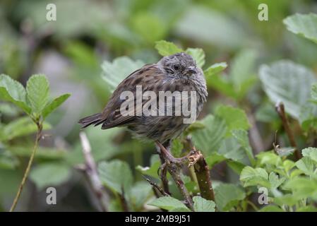 Close-Up, Right-Profile Image of a Fledgling Dunnock (Prunella modularis) Perched on Top of a Green Leafy Hedge in Wales, UK in August Stock Photo