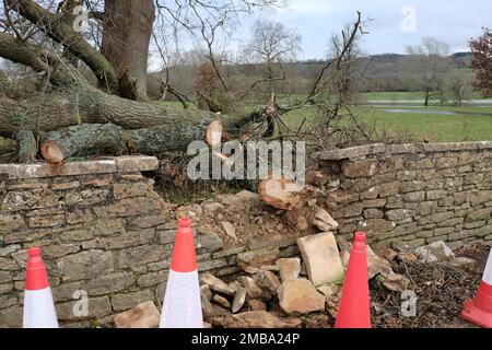 A fallen tree in Lacock village wiltshire UK Stock Photo