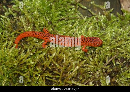 Detailed closeup on the brightly colored Blue Ridge Red Salamander, Pseudotriton ruber sitting on green moss Stock Photo