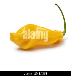 Single fresh yellow scorpion chili pepper isolated on white background Stock Photo