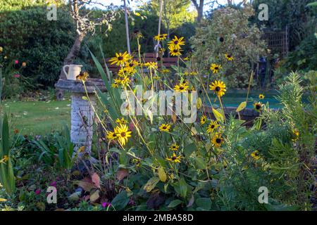 Rudbekia Black Eyed Susan with its large yellow flowerheads planted in a mixed border in a private garden in Bangor Northern Ireland as it begins to d Stock Photo