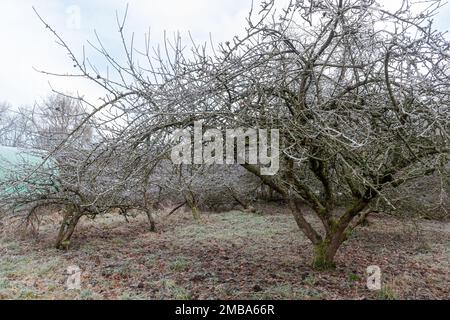 Overgrown neglected apple trees in a community orchard in need of pruning on a frosty winter morning, Surrey, England, UK Stock Photo