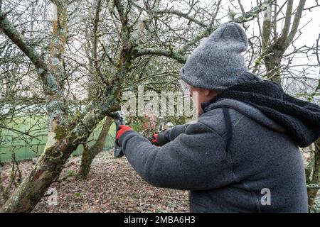 Man carrying out restorative winter pruning of apple tree in an orchard with a pruning saw, England, UK Stock Photo