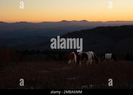 Grayson Highlands Wild Ponies Stock Photo