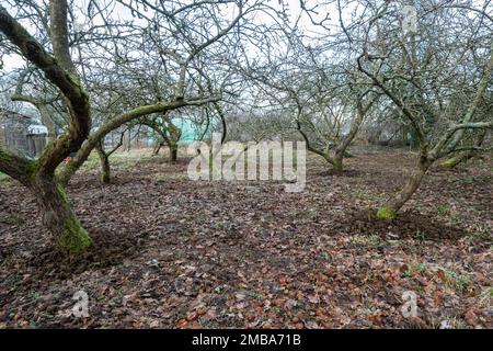 Apple trees in a community orchard after restorative pruning during winter, Surrey, England, UK, with horse manure around the base of the apple trees Stock Photo