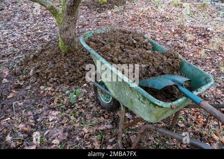 Putting horse manure around the base of an apple tree using a wheelbarrow in an apple orchard during winter, England, UK Stock Photo