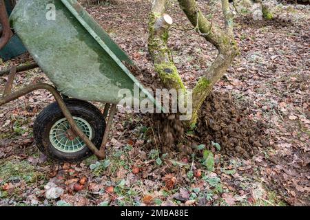 Putting horse manure around the base of an apple tree using a wheelbarrow in an apple orchard during winter, England, UK Stock Photo