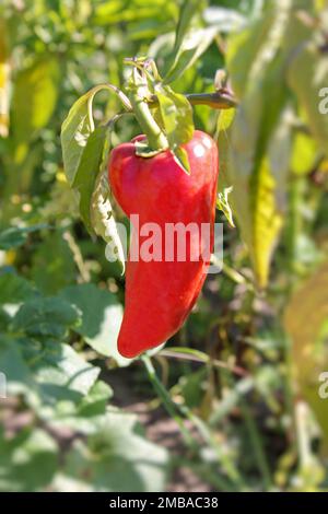 Red juicy pepper grows in the garden. Copy space, blurred background, vertical orientation. Selective focus. Stock Photo